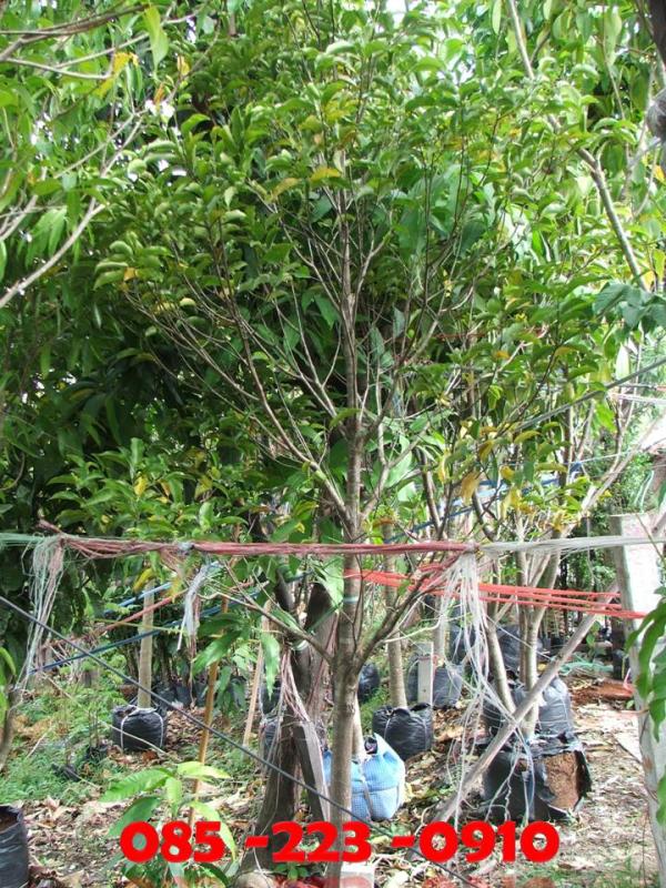 (ปลูกฟรี!) ต้นพิกุล | สวนไม้ไทย - บางบัวทอง นนทบุรี