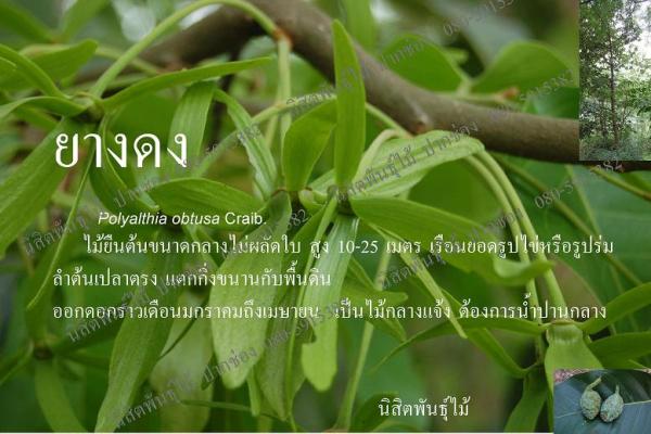 ยางดง | นิสิตพันธุ์ไม้ - ปากช่อง นครราชสีมา