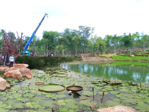 รับออกแบบบ่อบัว (pond water design) | laddagarden - ลาดหลุมแก้ว ปทุมธานี