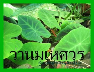 ว่านมเหศวร | บ้านสวนคุณตา - ทุ่งครุ กรุงเทพมหานคร