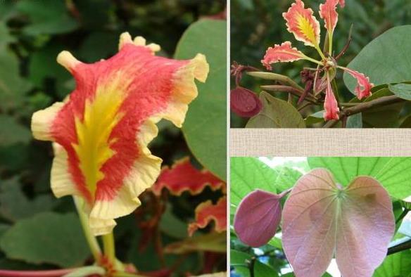 ชงโค ฮาลาบาลา (ดอกหอม) | ศศิกาญจณ์ พันธุ์ไม้ -  เชียงใหม่