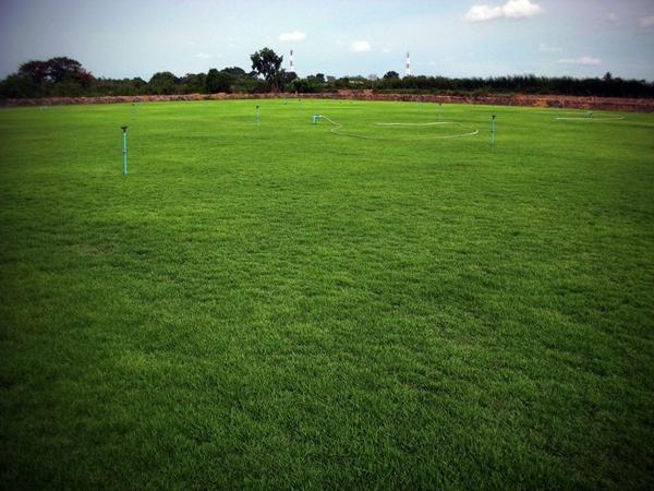 Distribution of The grasses use in lawn. | ไร่หญ้ามณิดา - ลำลูกกา ปทุมธานี