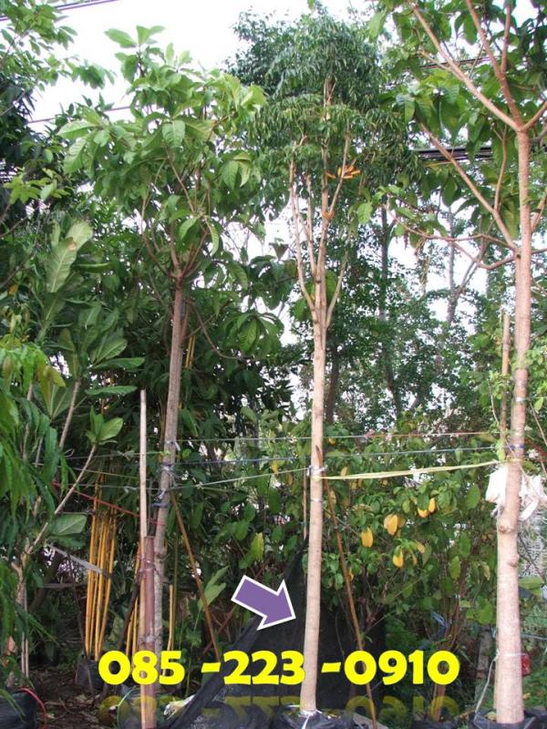 (ปลูกฟรี!) ต้นปีบทอง | สวนไม้ไทย - บางบัวทอง นนทบุรี