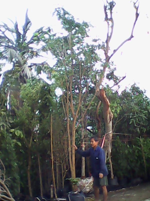 ต้นปีบทองหรือกาสะลอง (ปลูกฟรี!) | สวนไม้ไทย - บางบัวทอง นนทบุรี