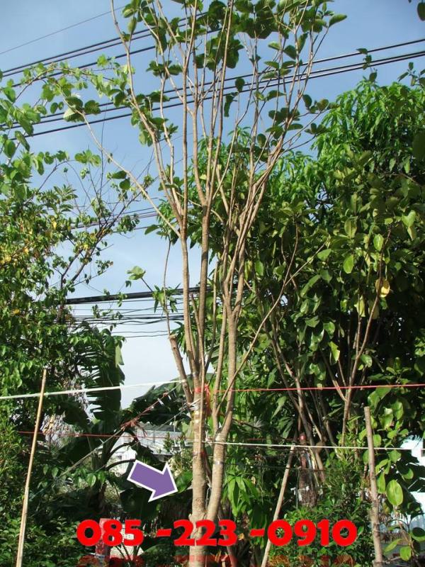(ปลูกฟรี!) ต้นคำมอกหลวง  | สวนไม้ไทย - บางบัวทอง นนทบุรี
