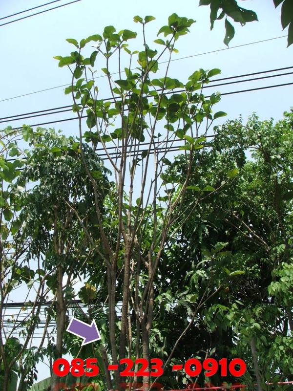 (ปลูกฟรี!) ต้นคำมอกหลวง | สวนไม้ไทย - บางบัวทอง นนทบุรี
