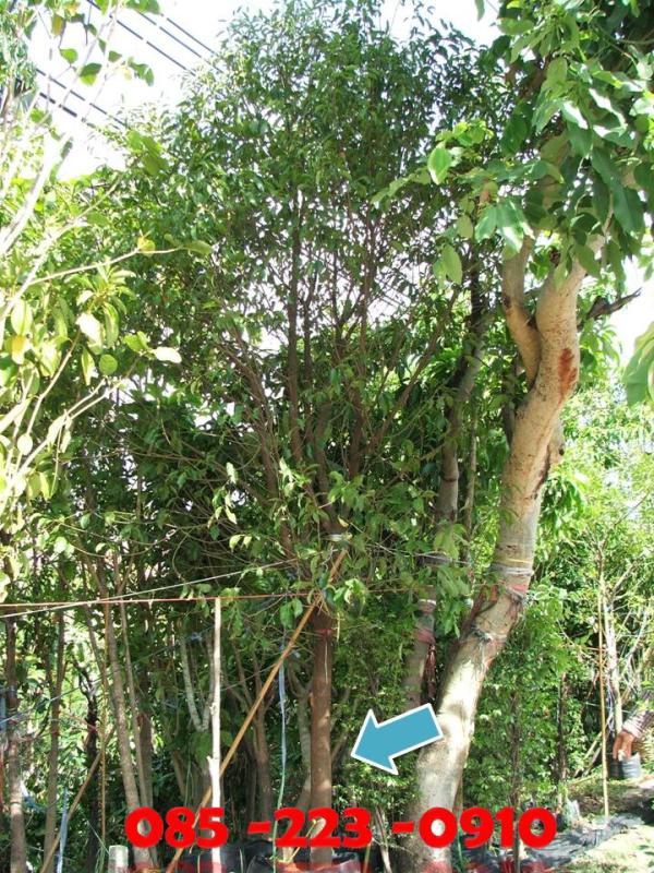 (ปลูกฟรี!) ต้นพิกุล | สวนไม้ไทย - บางบัวทอง นนทบุรี