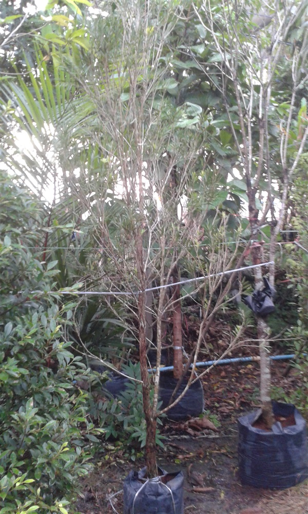 (ปลูกฟรี!) ต้นแปรงล้างขวด | สวนไม้ไทย - บางบัวทอง นนทบุรี