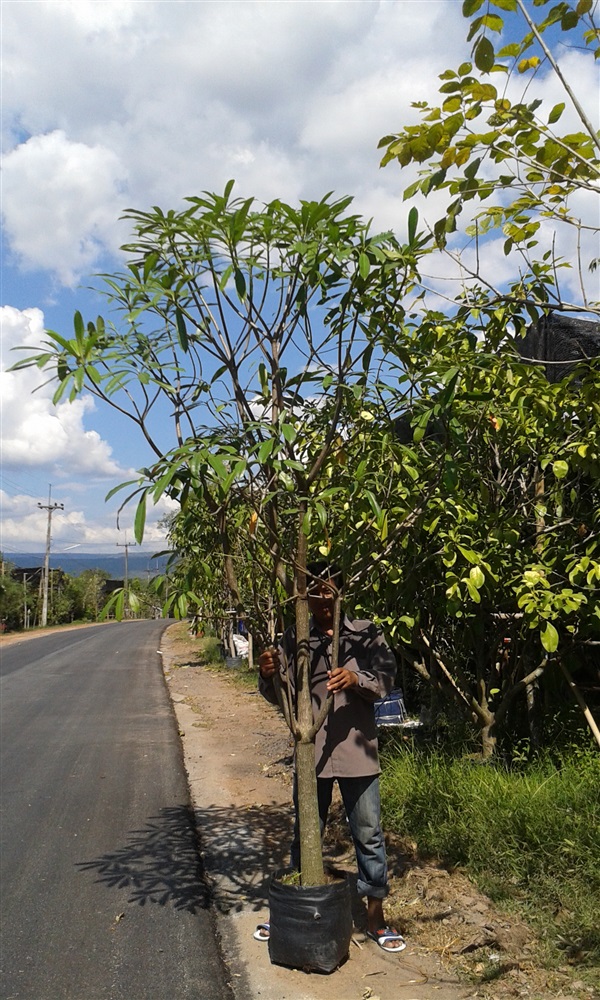 (ปลูกฟรี!) ต้นตีนเป็ดน้ำ | สวนไม้ไทย - บางบัวทอง นนทบุรี