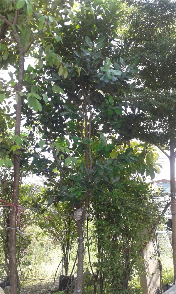(ปลูกฟรี!) ต้นกระทิง | สวนไม้ไทย - บางบัวทอง นนทบุรี