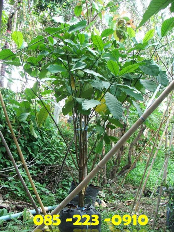 (ปลูกฟรี!) ต้นพุดเศรษฐี  | สวนไม้ไทย - บางบัวทอง นนทบุรี