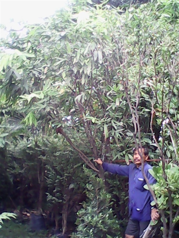 (ปลูกฟรี!) ต้นอโศกน้ำ | สวนไม้ไทย - บางบัวทอง นนทบุรี