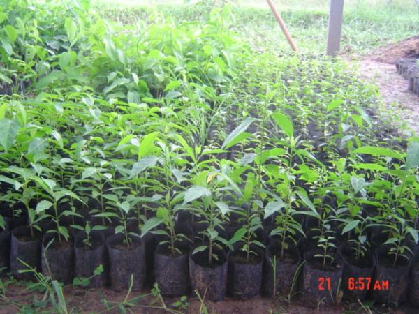 ต้นกล้าผักเซียงดาเพาะเมล็ด | c-herbs2010 - แม่แตง เชียงใหม่