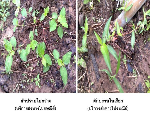 ผักปราบ50บาท(บริการส่งทางไปรษณีย์) | D&T Garden - เมืองปราจีนบุรี ปราจีนบุรี