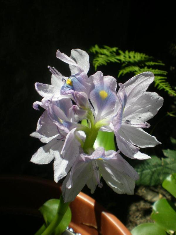 La Flor del Camalote blue ion