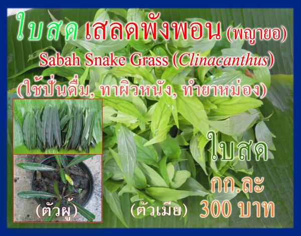 ใบเสลดพังพอน ตัวผู้/ตัวเมีย พญายอ SSG | ต้นรักษ์ ขอนแก่น -  ขอนแก่น