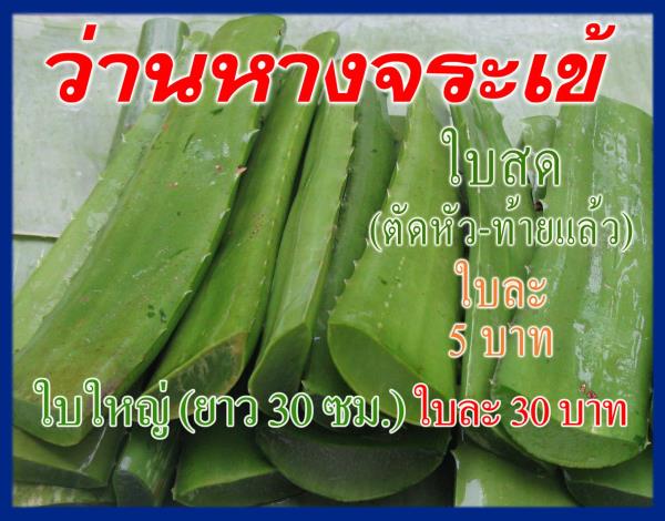 านหางจระเข้ (Aloe ใบสด ใบละ 5-30 บาท) | ต้นรักษ์ ขอนแก่น -  ขอนแก่น