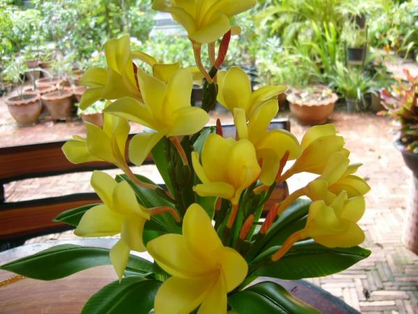 ดอกไม้ประดิษฐ์จากดินไทย(ลีลาวดี)