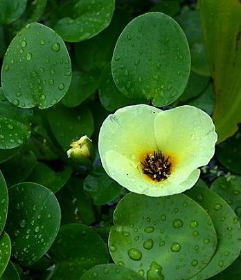 ต้นฝิ่นน้ำ (Water Poppy)Hydrocleis numphoides | laddagarden - ลาดหลุมแก้ว ปทุมธานี