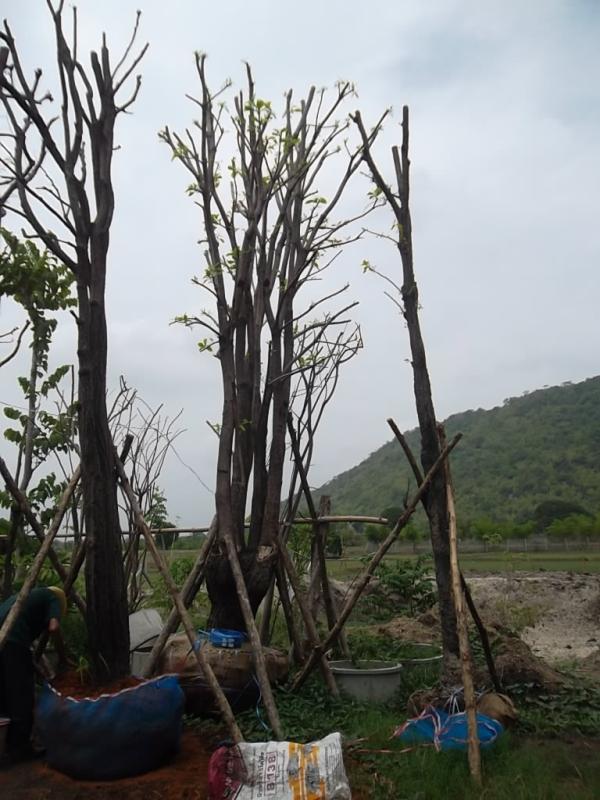 ต้นกระโดน | ลพบุรีไม้ล้อม/บ่อแก้วพันธุ์ไม้ - เมืองลพบุรี ลพบุรี