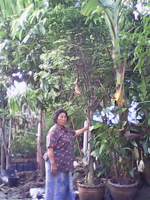 (ปลูกฟรี!) ต้นโมก  | สวนไม้ไทย - บางบัวทอง นนทบุรี