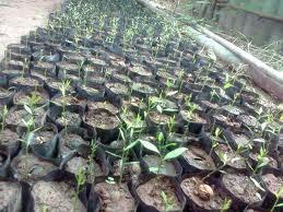 ขายต้นกล้าผักหวานป่า | กิ่งกาญจน์ ผักหวานป่า - เมืองกาญจนบุรี กาญจนบุรี