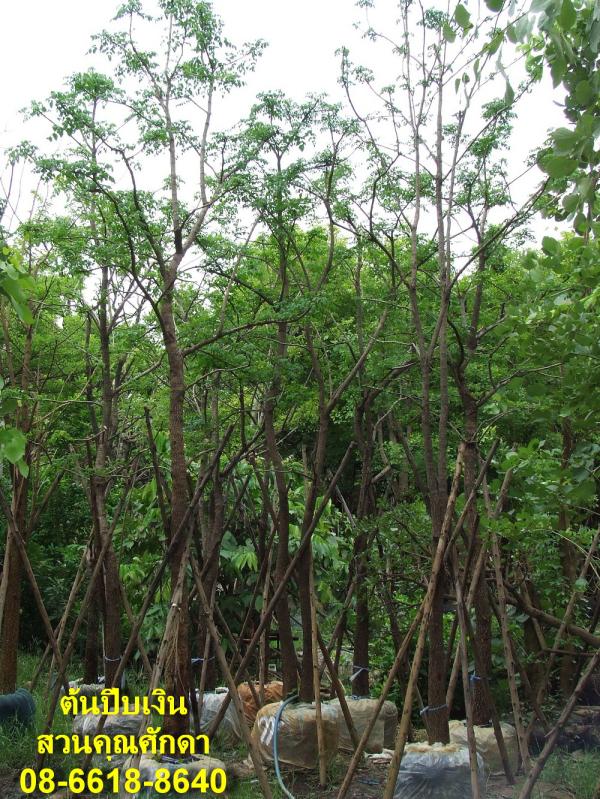 ปีบเงิน | สวนคุณศักดา - บางบัวทอง นนทบุรี