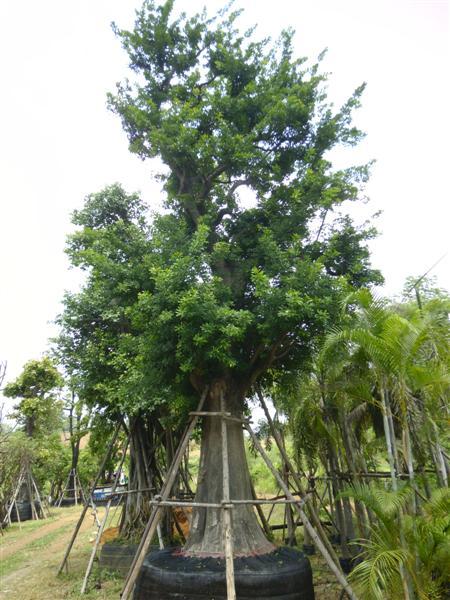 ต้นแจง | สวนเฮงเจริญ - เมืองปราจีนบุรี ปราจีนบุรี