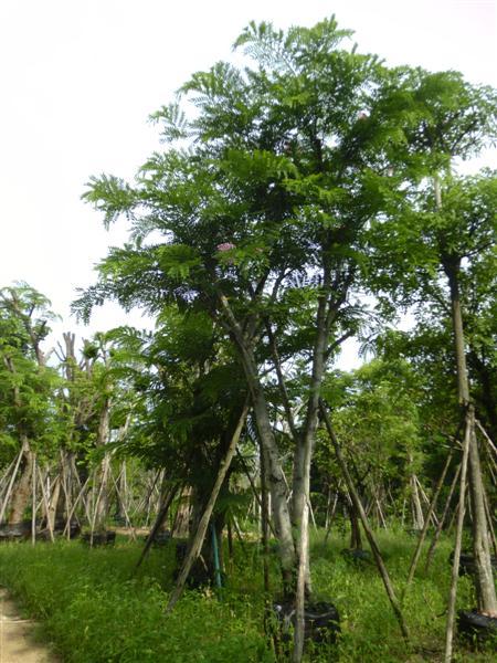 ต้นกัลปพฤกษ์ | สวนเฮงเจริญ - เมืองปราจีนบุรี ปราจีนบุรี