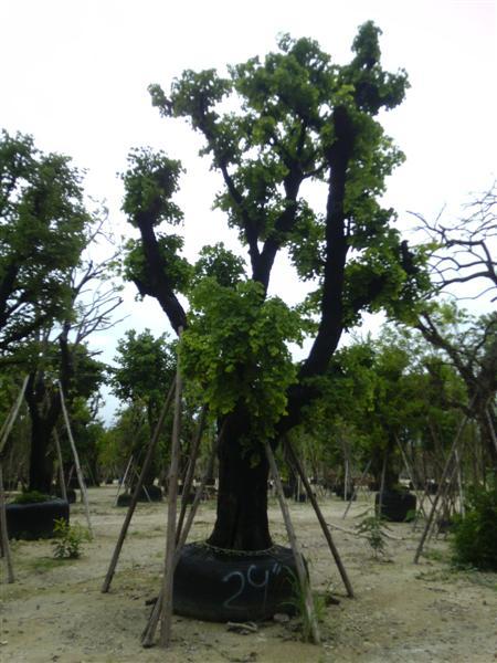 ต้นเสี้ยว | สวนเฮงเจริญ - เมืองปราจีนบุรี ปราจีนบุรี