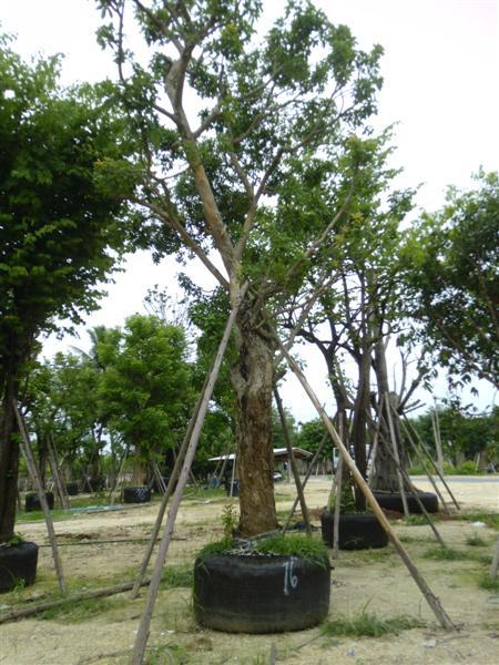 ต้นจิก | สวนเฮงเจริญ - เมืองปราจีนบุรี ปราจีนบุรี