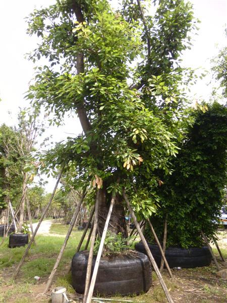 ต้นมหาโชค | สวนเฮงเจริญ - เมืองปราจีนบุรี ปราจีนบุรี