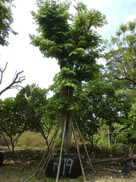 ต้นหว้า | สวนเฮงเจริญ - เมืองปราจีนบุรี ปราจีนบุรี