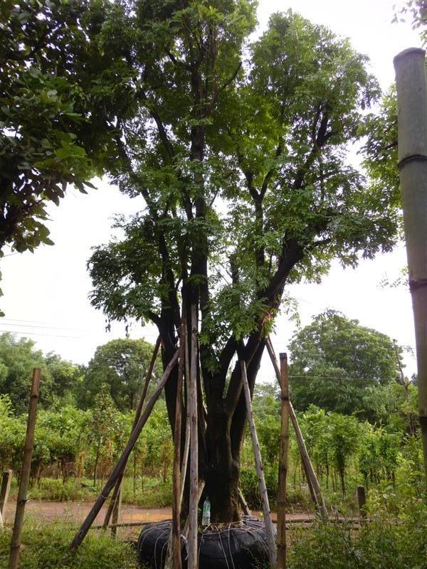ต้นกระพี้จั่น | สวนเฮงเจริญ - เมืองปราจีนบุรี ปราจีนบุรี