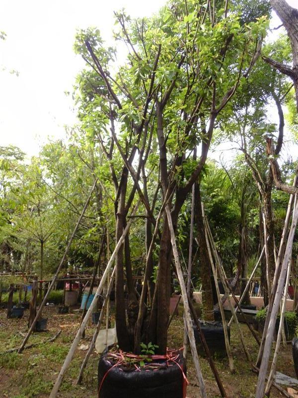 ต้นจิกน้ำกอ | สวนเฮงเจริญ - เมืองปราจีนบุรี ปราจีนบุรี