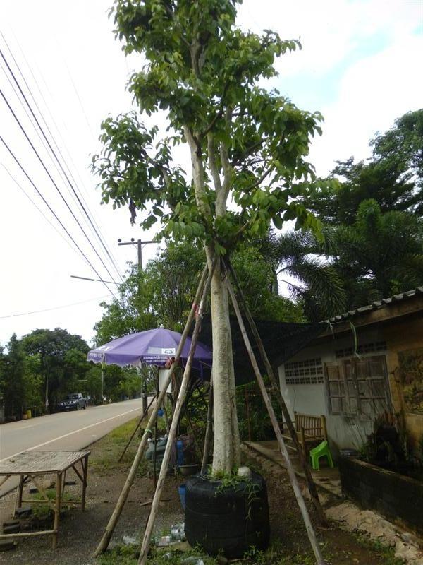 ต้นตะแบก | สวนเฮงเจริญ - เมืองปราจีนบุรี ปราจีนบุรี