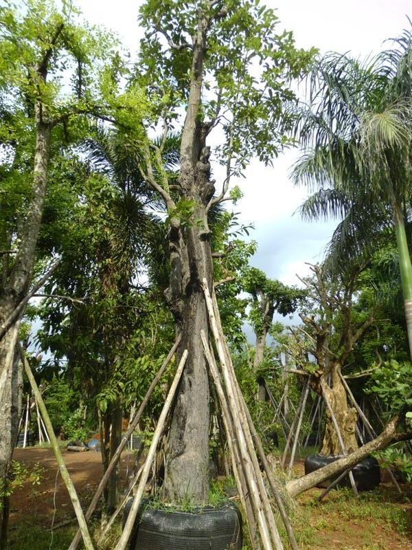 ต้นพยอม | สวนเฮงเจริญ - เมืองปราจีนบุรี ปราจีนบุรี