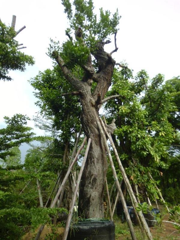 ต้นพยอม | สวนเฮงเจริญ - เมืองปราจีนบุรี ปราจีนบุรี