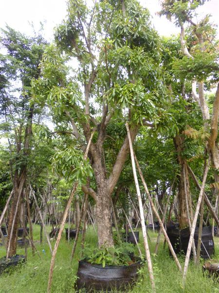 ต้นจิกน้ำ | สวนเฮงเจริญ - เมืองปราจีนบุรี ปราจีนบุรี
