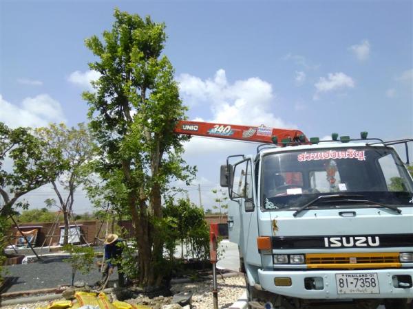 บริการรถเครนยกต้นไม้ | สวนเฮงเจริญ - เมืองปราจีนบุรี ปราจีนบุรี