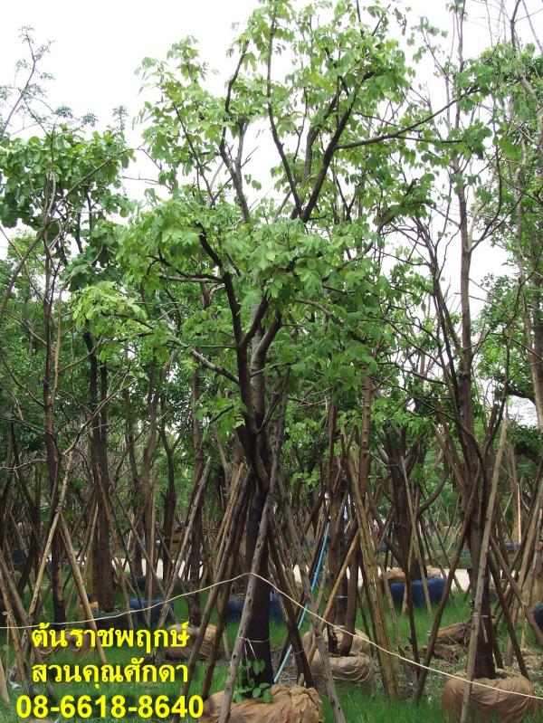 คูน ต้นราชพฤกษ์ | สวนคุณศักดา - บางบัวทอง นนทบุรี