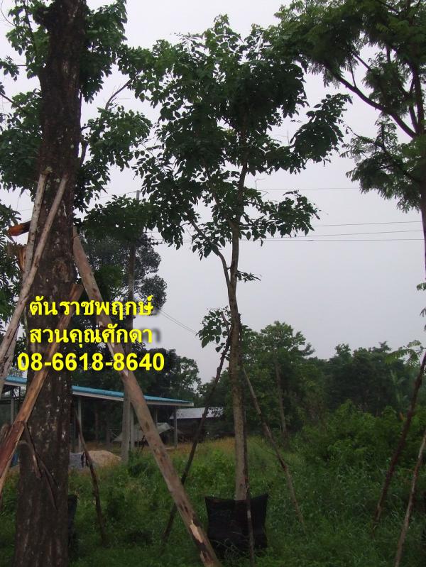 ต้นราชพฤกษ์ | สวนคุณศักดา - บางบัวทอง นนทบุรี
