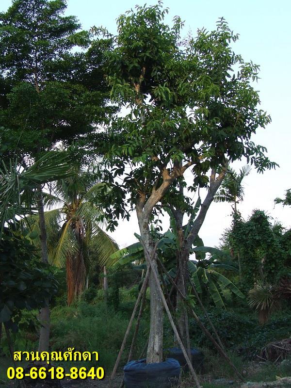 ขายต้นตะแบก | สวนคุณศักดา - บางบัวทอง นนทบุรี