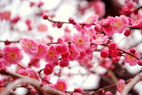 ต้นดอกเหมย (Prunus mume) | สวนมิตร - เมืองเชียงใหม่ เชียงใหม่