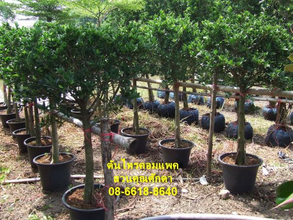 ต้นไทรคอมแพค | สวนคุณศักดา - บางบัวทอง นนทบุรี