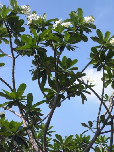 ต้นลีลาวดีขาวพวง และพันธุ์อื่นๆ  | สวนกู๊ดวิว - ธัญบุรี ปทุมธานี