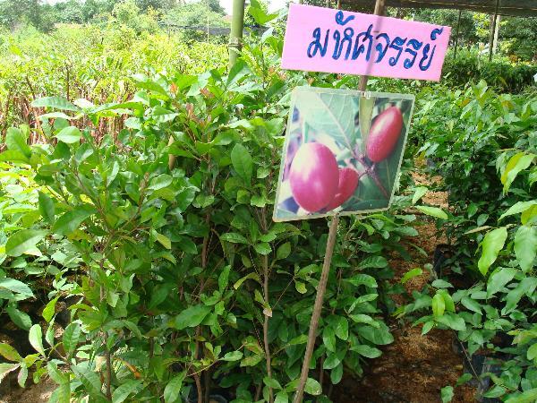 ต้นมหัศจรรย์100บาท(บริการส่งทางไปรษณีย์) | D&T Garden - เมืองปราจีนบุรี ปราจีนบุรี