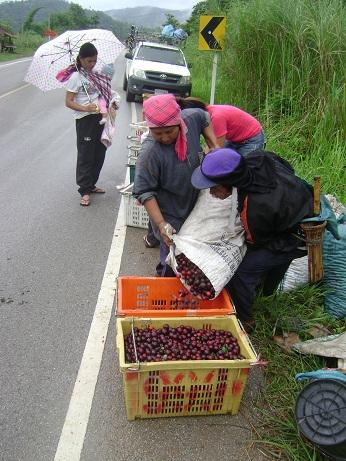 พลัม เชอร์รี่ | เชษฐ ตลาดโชคเจริญ เชียงราย - เมืองเชียงราย เชียงราย