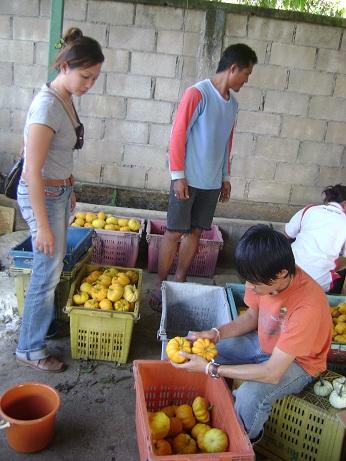 ฟักทองแฟนซี | เชษฐ ตลาดโชคเจริญ เชียงราย - เมืองเชียงราย เชียงราย