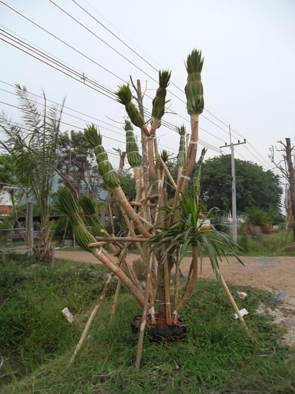 ต้นจันผา | ลพบุรีไม้ล้อม/บ่อแก้วพันธุ์ไม้ - เมืองลพบุรี ลพบุรี